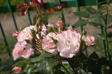 DSC_0559.webp