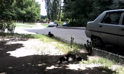 IMG_20160625_125951.webp