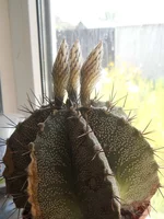DSCN5246.webp