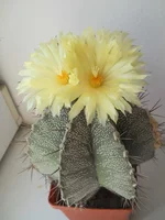 DSCN5251.webp
