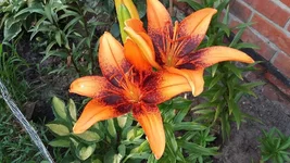 20160625_200858.webp