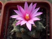 Turbinicarpus alonsoi.webp