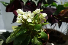 DSC06516.webp