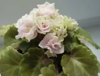 DSC06524.webp