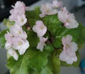DSC06525.webp