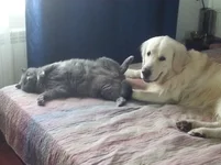 doggy.webp