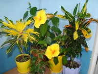 DSC00529.webp