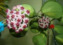 DSC09899_.webp