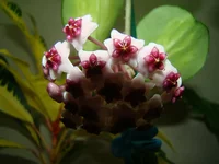 DSC09897.webp