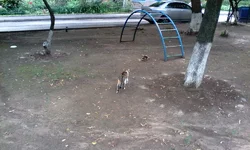 IMG_20160630_132613.webp