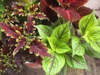 ramdisk-crop_154458520_2pd22UW.webp