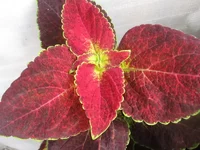 ramdisk-crop_154458656_Tzop.webp