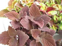 ramdisk-crop_154458636_xvsu.webp