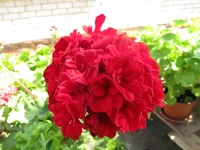 ramdisk-crop_154218617_wR6aYGM.webp