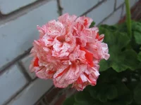 ramdisk-crop_154218517_il5XpOX.webp