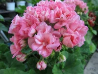 ramdisk-crop_154218220_PYFdJND.webp