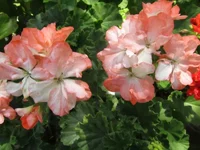 ramdisk-crop_154218664_4M8hdI.webp