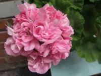 ramdisk-crop_154218994_sG8wop.webp