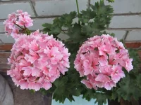 ramdisk-crop_154218693_fZ3IM.webp