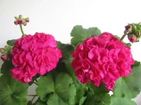 ramdisk-crop_154224833_Ihfm.webp