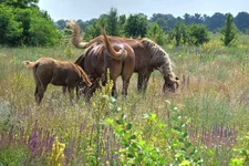 DSCF3794.webp