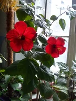 IMG_20150911_080528.webp