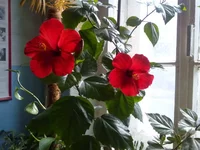 IMG_20150911_080549.jpg