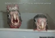 kotomatritsa_nv1.webp