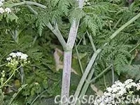 images (1).webp