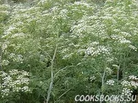 images (2).webp