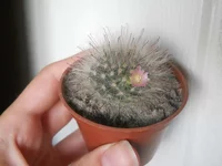 DSCN5393.webp