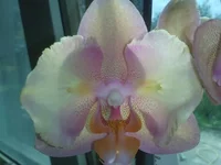 pGhsRwAw5Vk.webp