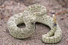 rattlesnake_00.jpg