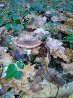086.webp