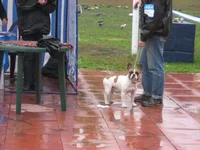  на ринге3 (К).webp