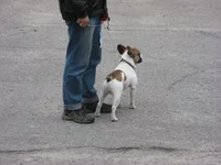  на ринге2 (З).webp