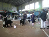  юниоры - 1отл JCAC YANKEE, 2очхор ДЕРИК, 3очхор FEDERIKO.webp