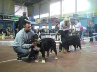  чемпионы Хризантема отл САС и Изюминка отл RCAC.webp