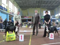  **** и кобель гроссы Аве Мария отл САС и Василиск отл САС ВОВ.webp