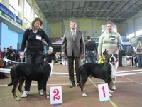  гроссы Триумф интермедиа отл САС и Василиск чемпионы отл САС БОБ.webp