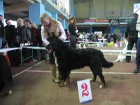  кобели 2 отл - ХАНТОССО.webp