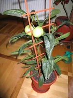 IMG_5345.webp