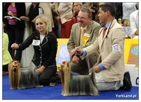 psy_ch.webp