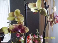 100_3533.webp
