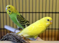 _DSC2983 111.webp