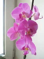 DSCN5405.webp