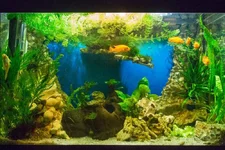 _05.webp
