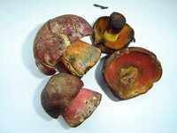 DSC01712.jpg
