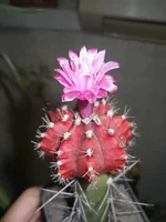 DSCN5408.webp
