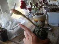 DSCN5410.webp